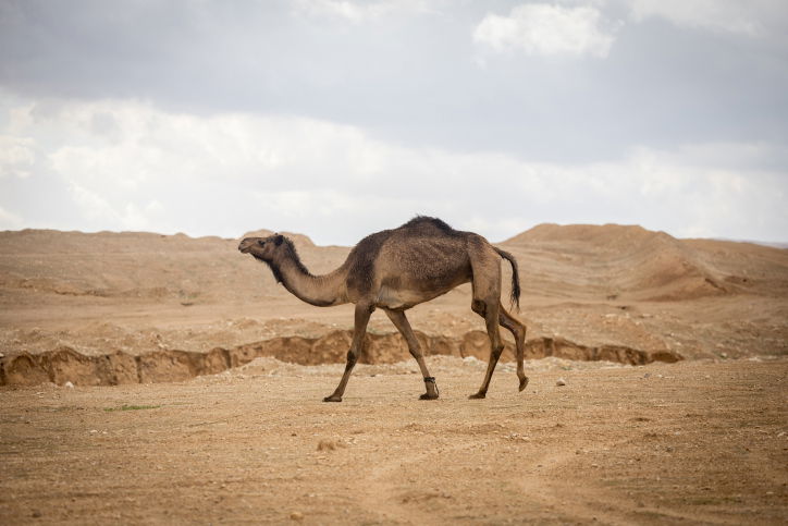 התחזית: מעונן חלקית; תחול עלייה קלה בטמפרטורות