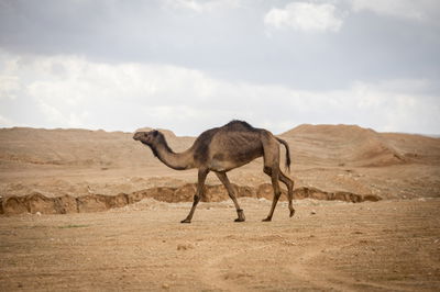התחזית: מעונן חלקית; תחול עלייה קלה בטמפרטורות