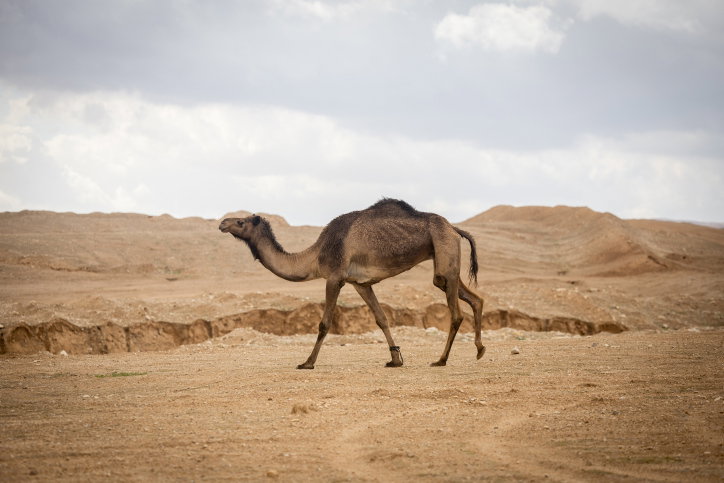 התחזית: מעונן חלקית; תחול עלייה קלה בטמפרטורות