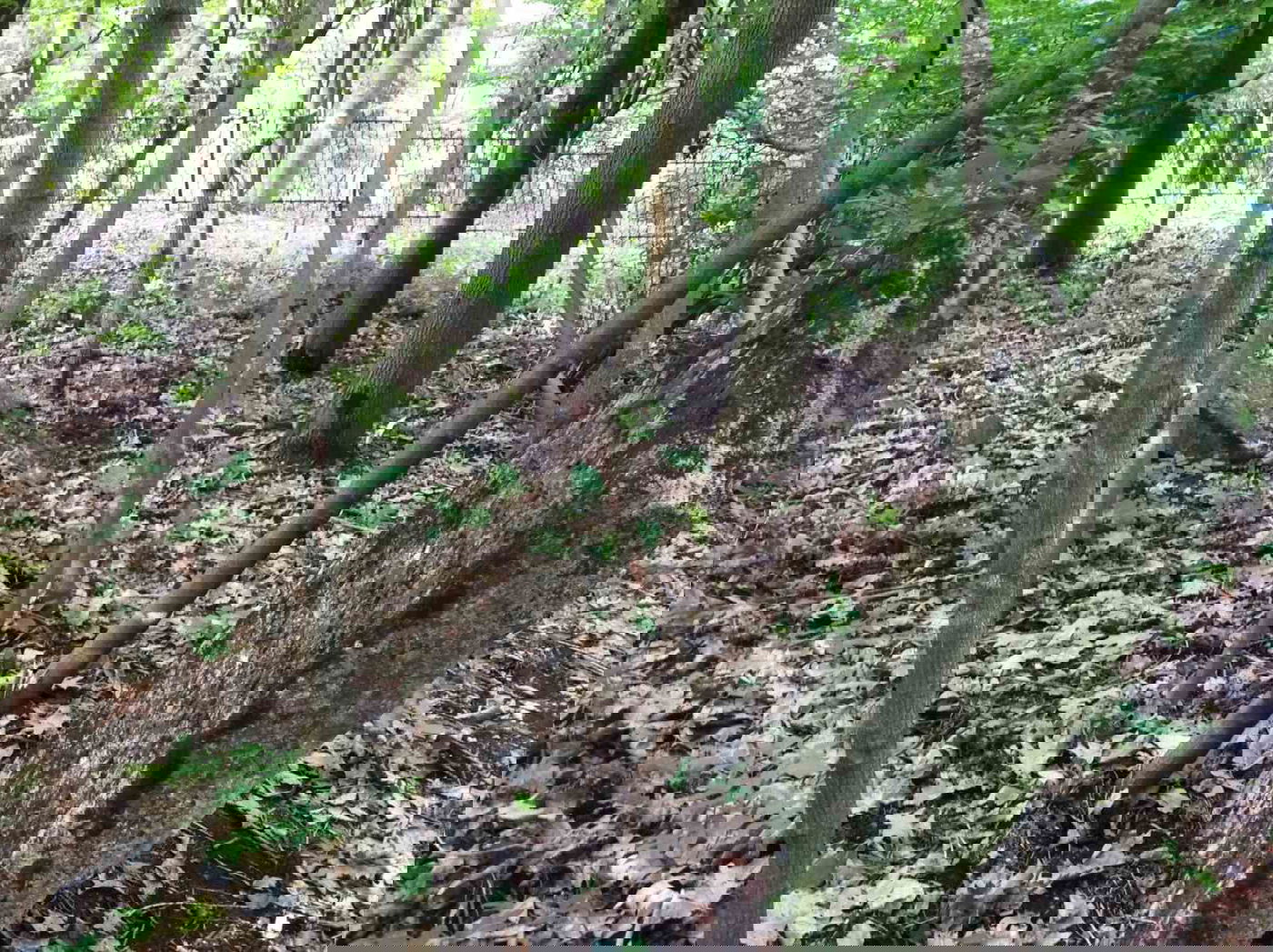 בית העלמין בהורדנקה - לפני השימור