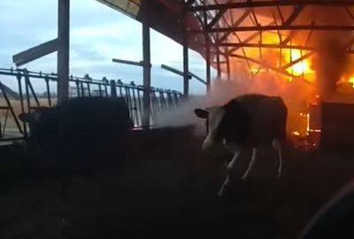 השוטר זינק לרפת הבוערת וחילץ משם את הפרות | צפו