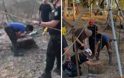 העגל נפל לבור של כ-20 מטרים, כך הוא חולץ • צפו בתיעוד