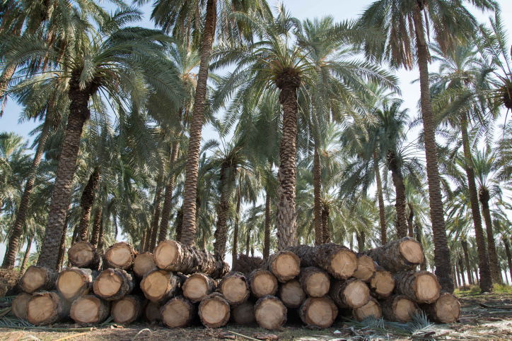 מטע תמרים | אילוסטרציה