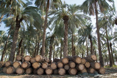 מטע תמרים | אילוסטרציה