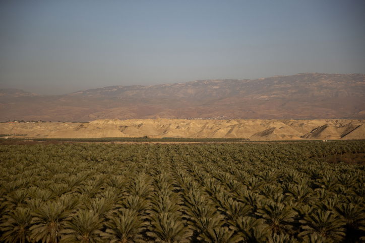 מטע תמרים | אילוסטרציה