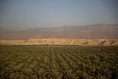מטע תמרים | אילוסטרציה