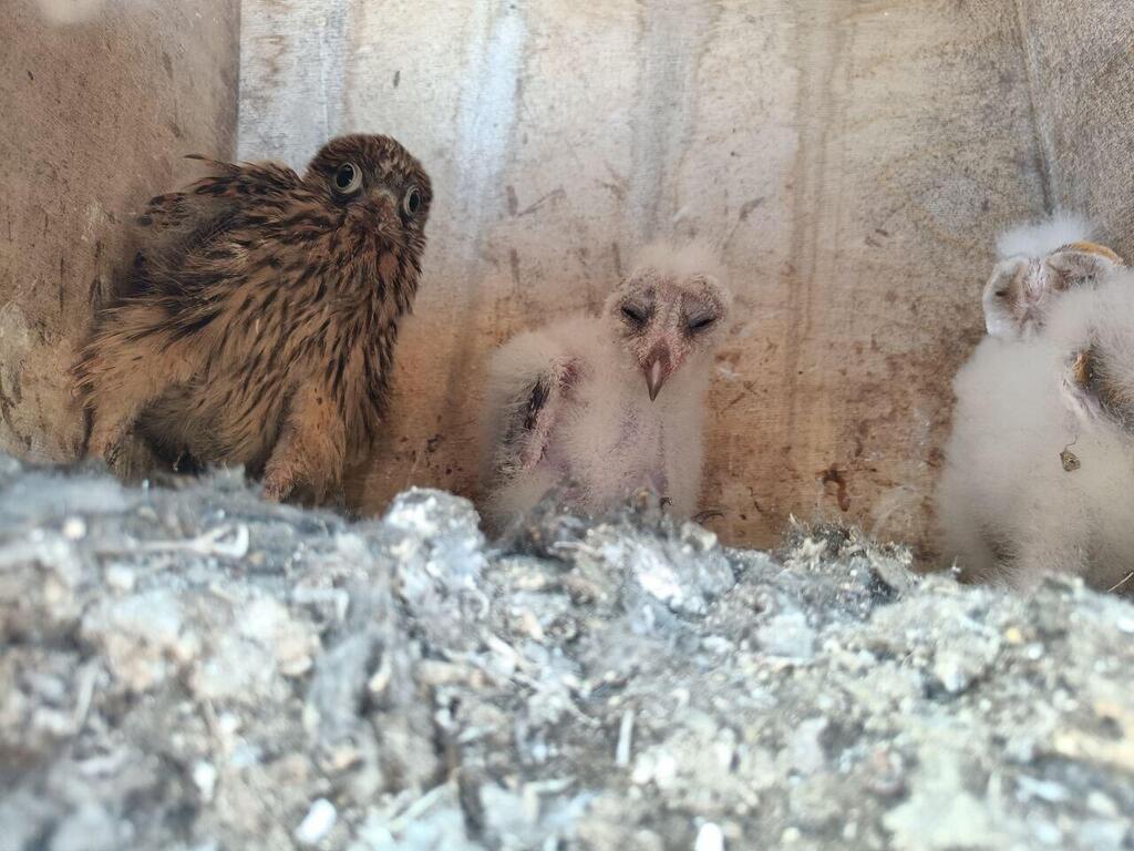 פעם ראשונה ב-40 שנה: גוזל של בז מצוי אומץ על ידי תנשמות