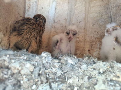 פעם ראשונה ב-40 שנה: גוזל של בז מצוי אומץ על ידי תנשמות