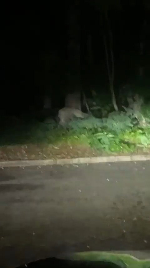 הלביאה טורפת חזיר בר