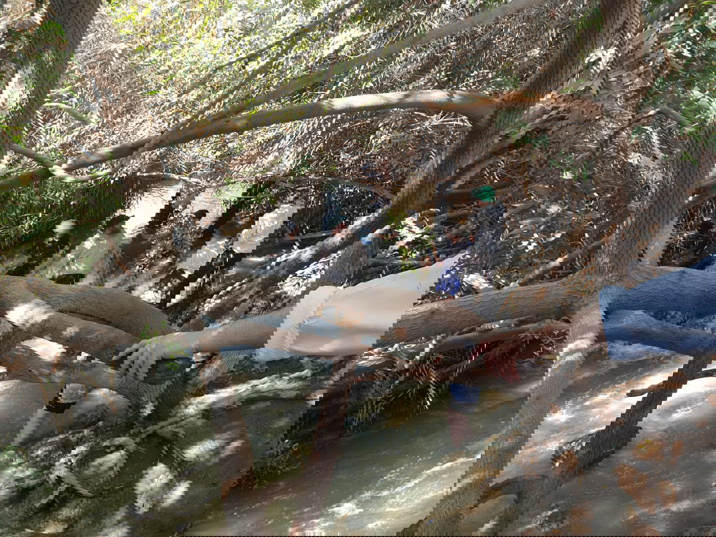 המפלים הלבנים