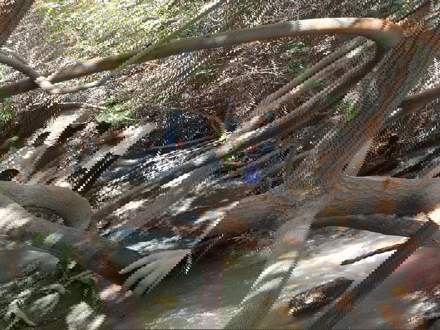 המפלים הלבנים