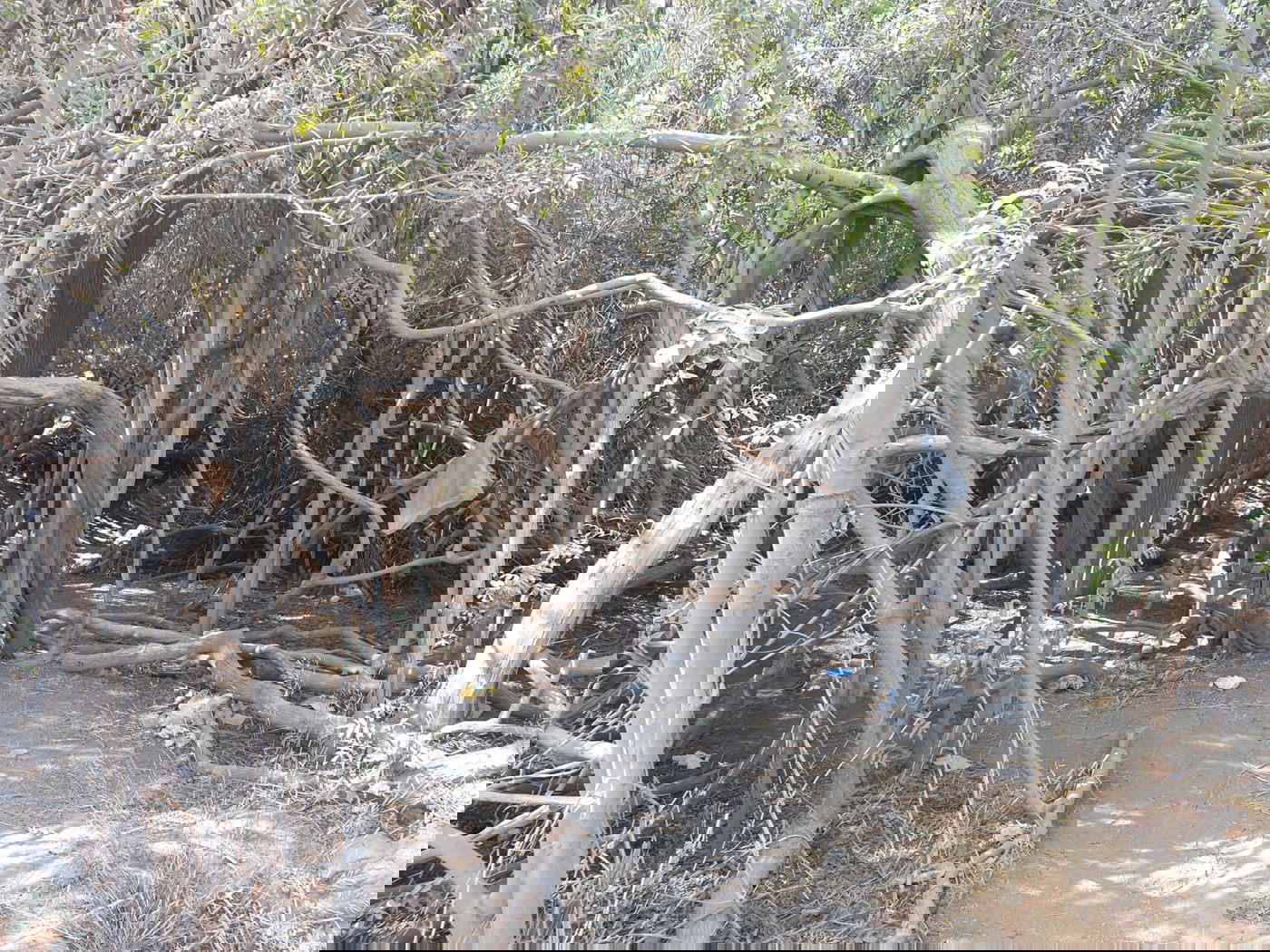 המפלים הלבנים