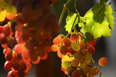 התחזית: עדיין עומס חום קיצוני אך עם ירידה בטמפרטורות