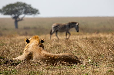 נכון שתמיד חלמתם להיות חלק מהרפתקה מסעירה? הקיץ זה קורה!