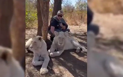 כזה עוד לא ראיתם; מנחם טוקר שידר מגוב האריות | צפו