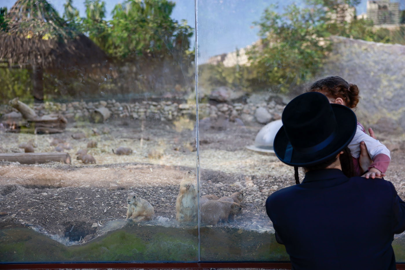 בין הזמנים בגן החיות התנכ"י