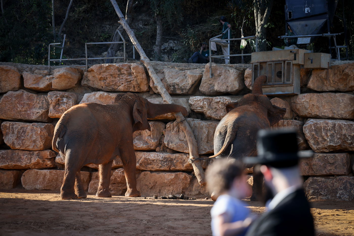 בין הזמנים בגן החיות התנכ"י