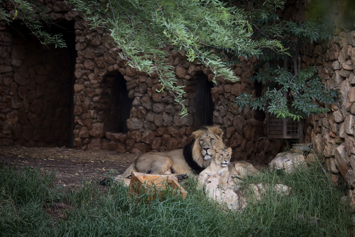 בין הזמנים בגן החיות התנכ"י
