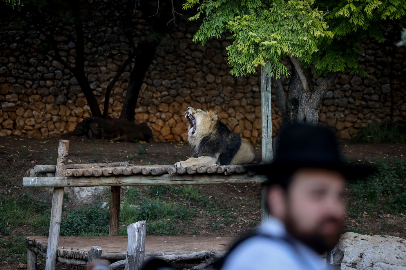בין הזמנים בגן החיות התנכ"י