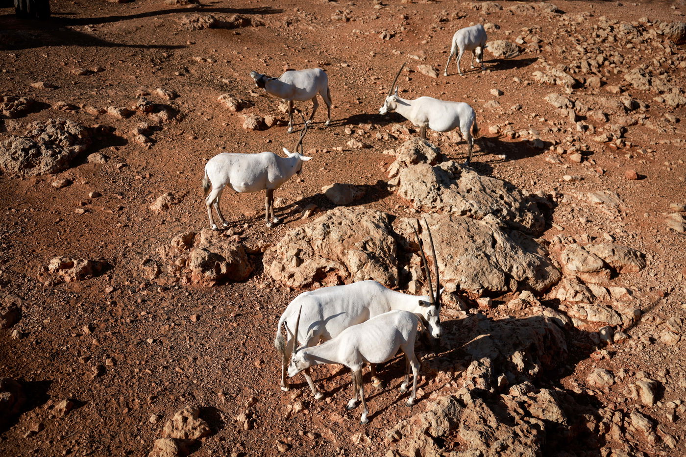 בין הזמנים בגן החיות התנכ"י