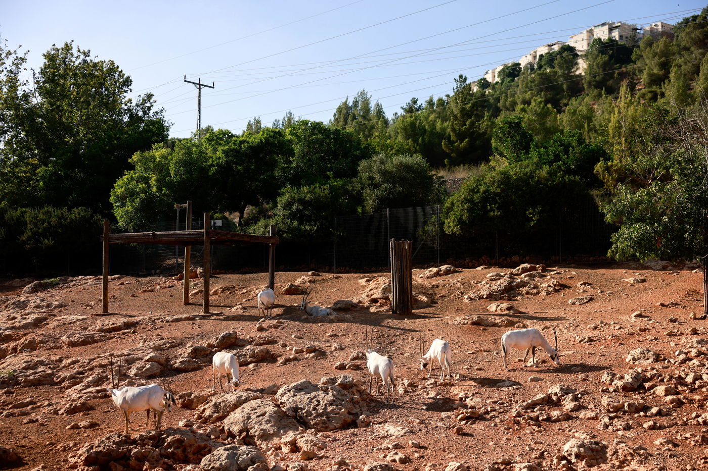 בין הזמנים בגן החיות התנכ"י