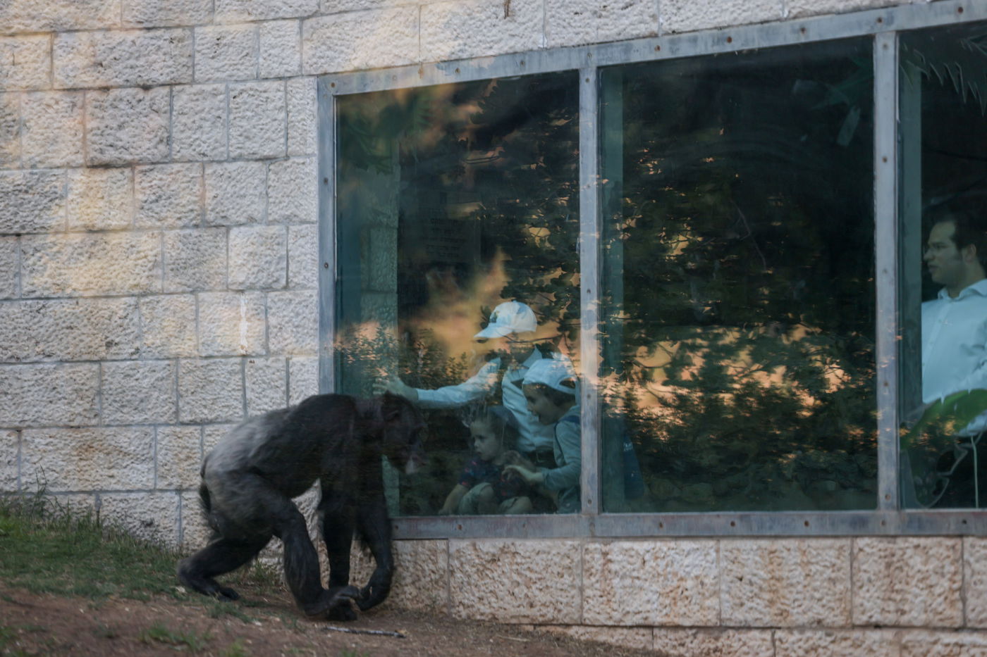 בין הזמנים בגן החיות התנכ"י