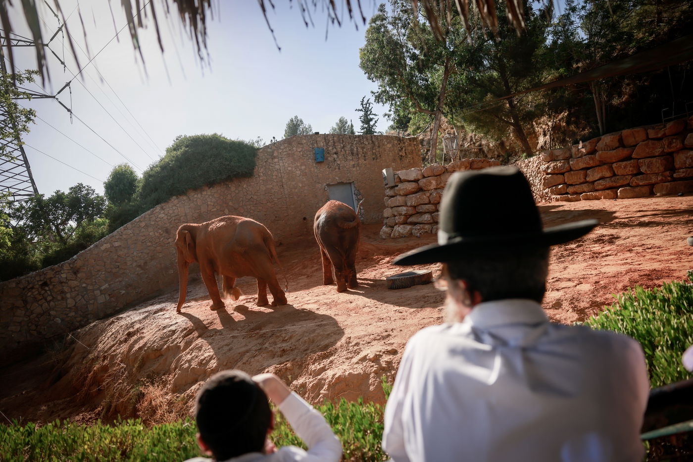 בין הזמנים בגן החיות התנכ"י