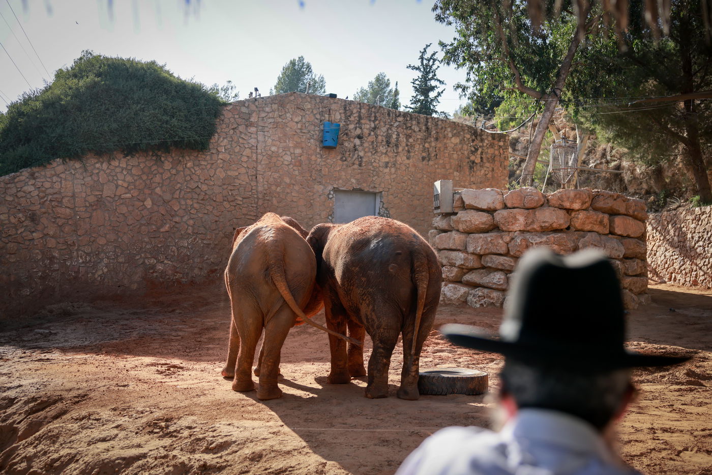 בין הזמנים בגן החיות התנכ"י