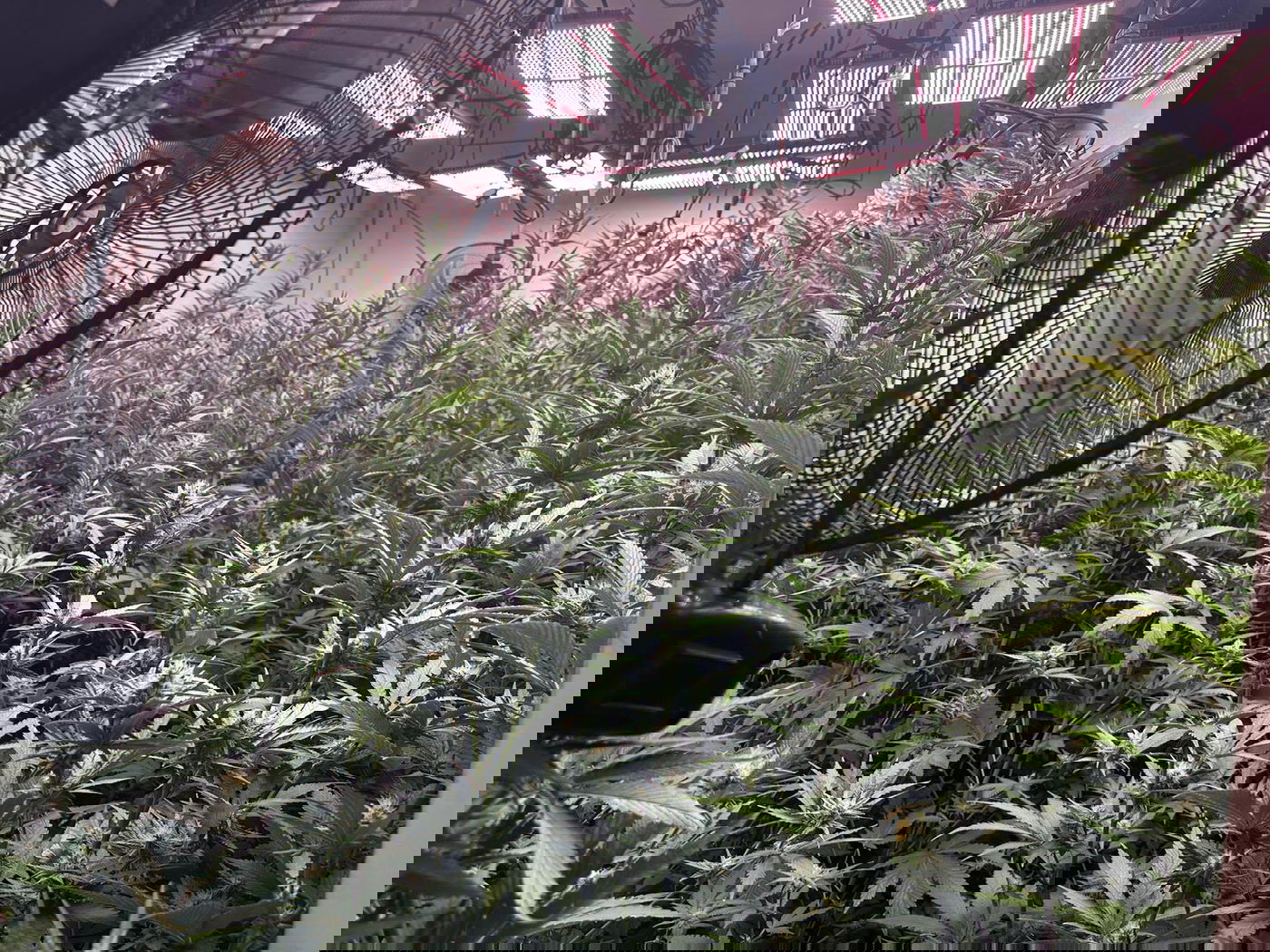 המעבדה שנחשפה