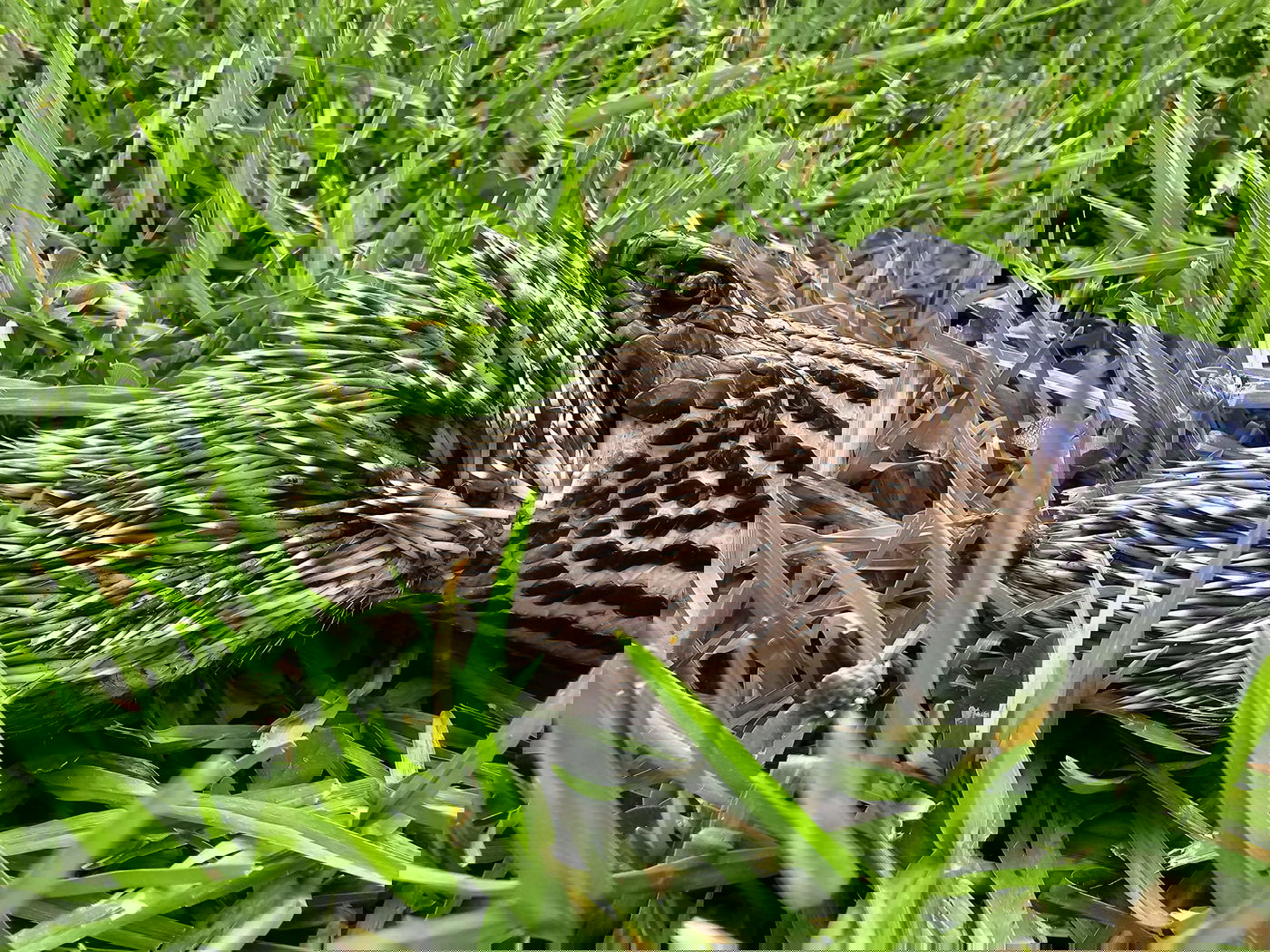 הנחש והקיפוד על הדשא