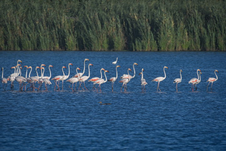 התחזית: שרב נוסף יתפתח בשבת; ייתכן גשם מקומי קל