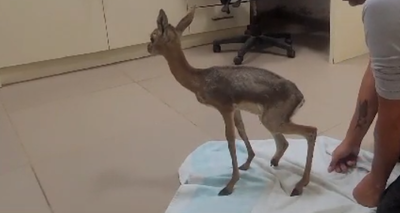 בזכות מידע מודיעיני: חולץ עופר קטוע רגל מבית בג'דיידה