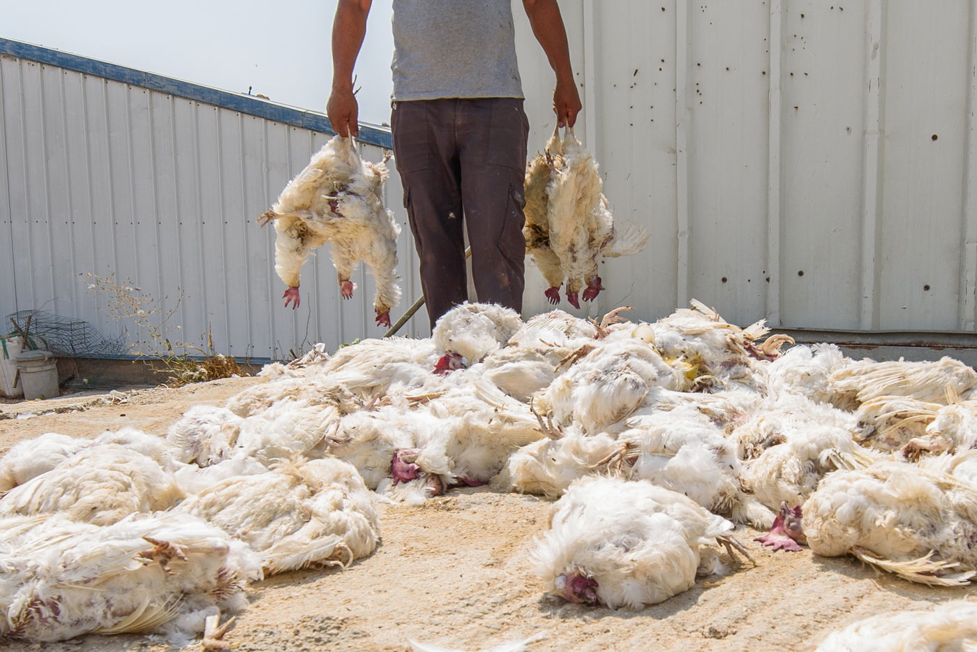 תיעוד מזעזע: אלפי תרנגולות מתו בגל החום הכבד