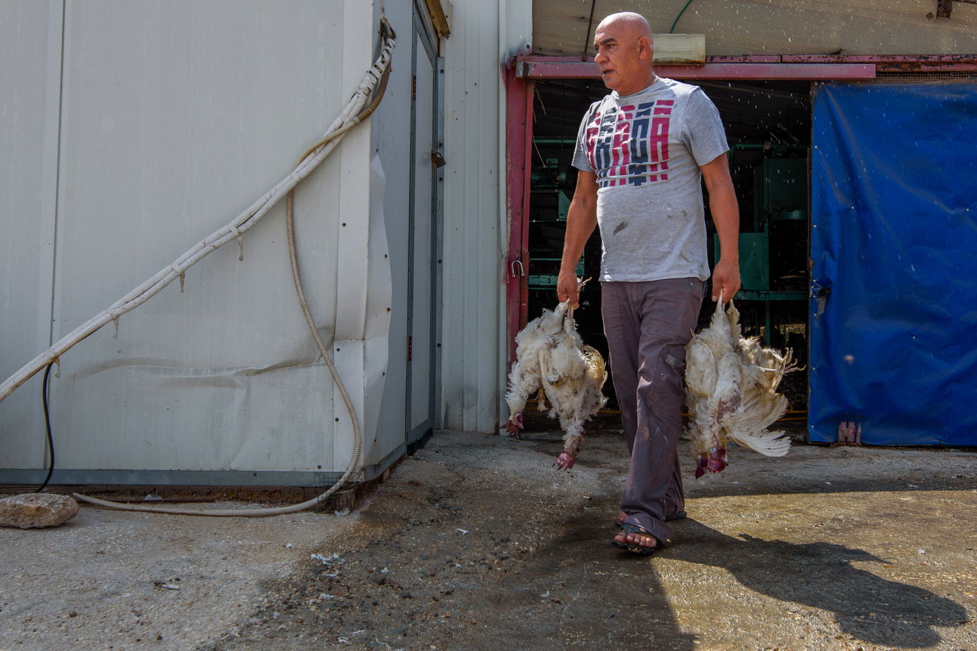 תיעוד מזעזע: אלפי תרנגולות מתו בגל החום הכבד