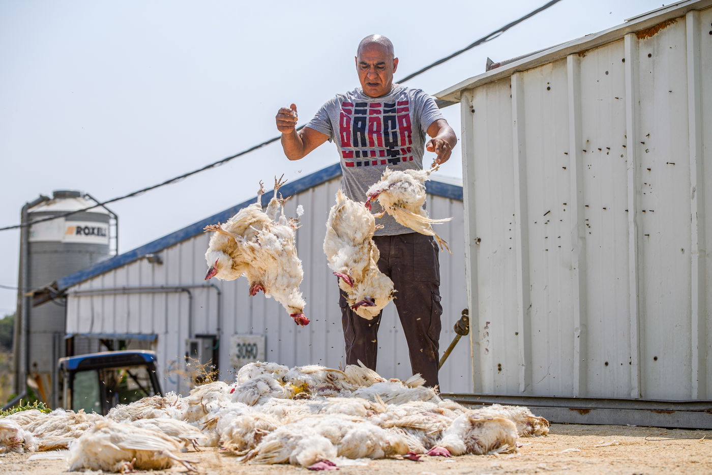 תיעוד מזעזע: אלפי תרנגולות מתו בגל החום הכבד