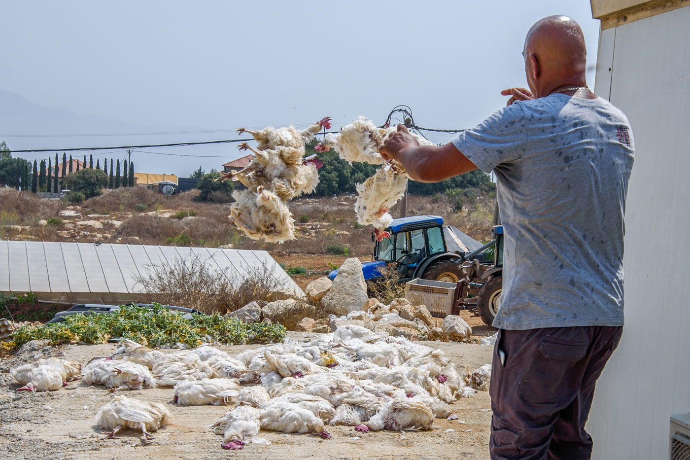 תיעוד מזעזע: אלפי תרנגולות מתו בגל החום הכבד