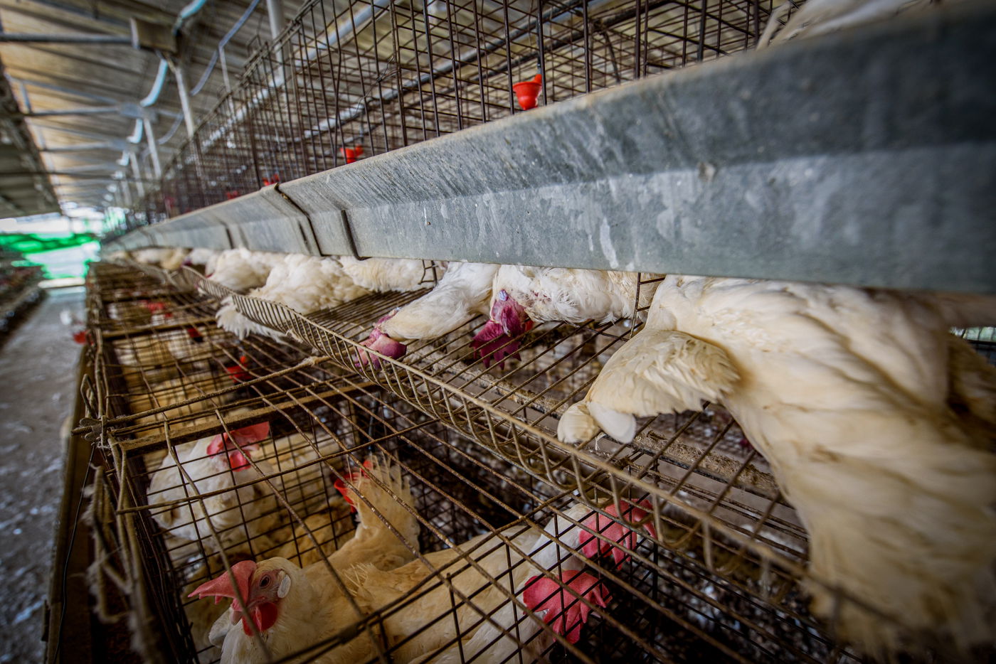 תיעוד מזעזע: אלפי תרנגולות מתו בגל החום הכבד