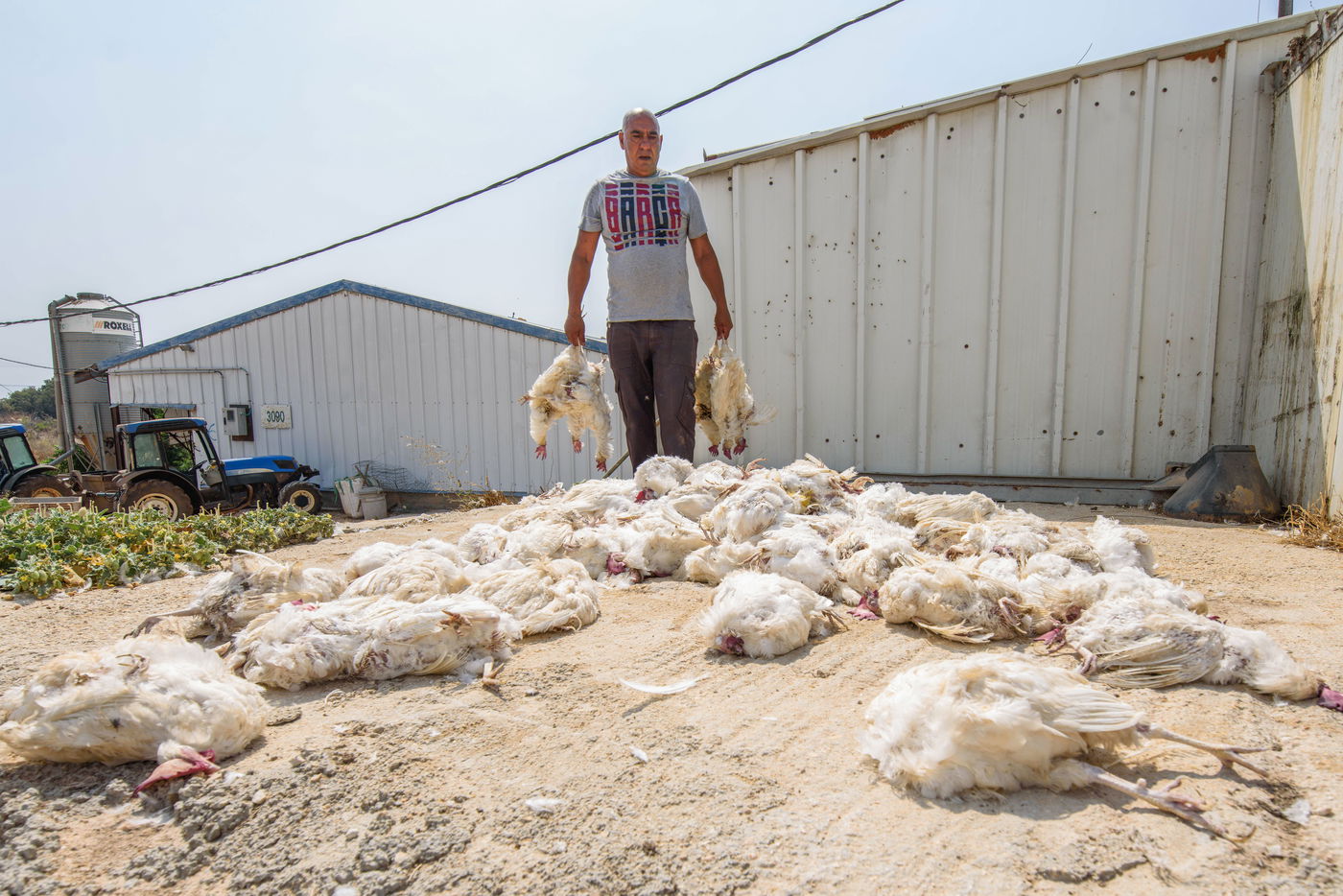 תיעוד מזעזע: אלפי תרנגולות מתו בגל החום הכבד