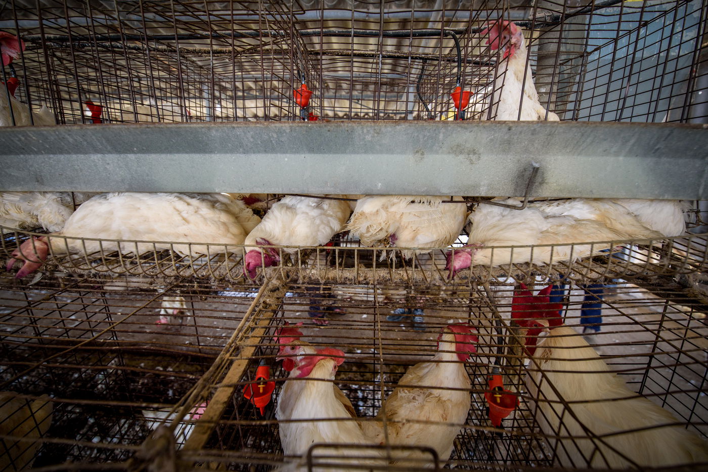 תיעוד מזעזע: אלפי תרנגולות מתו בגל החום הכבד