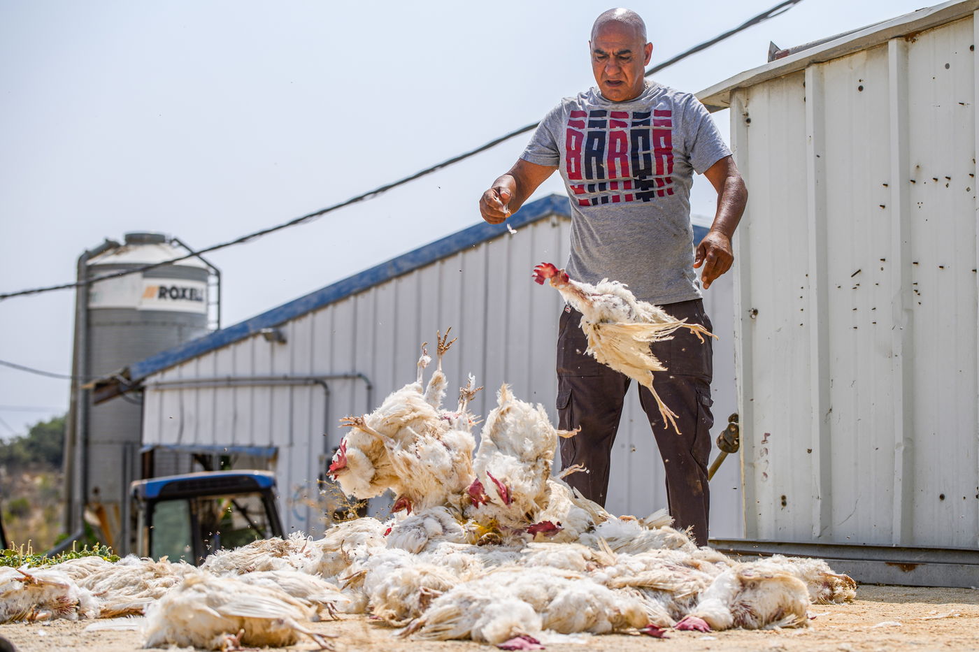 תיעוד מזעזע: אלפי תרנגולות מתו בגל החום הכבד
