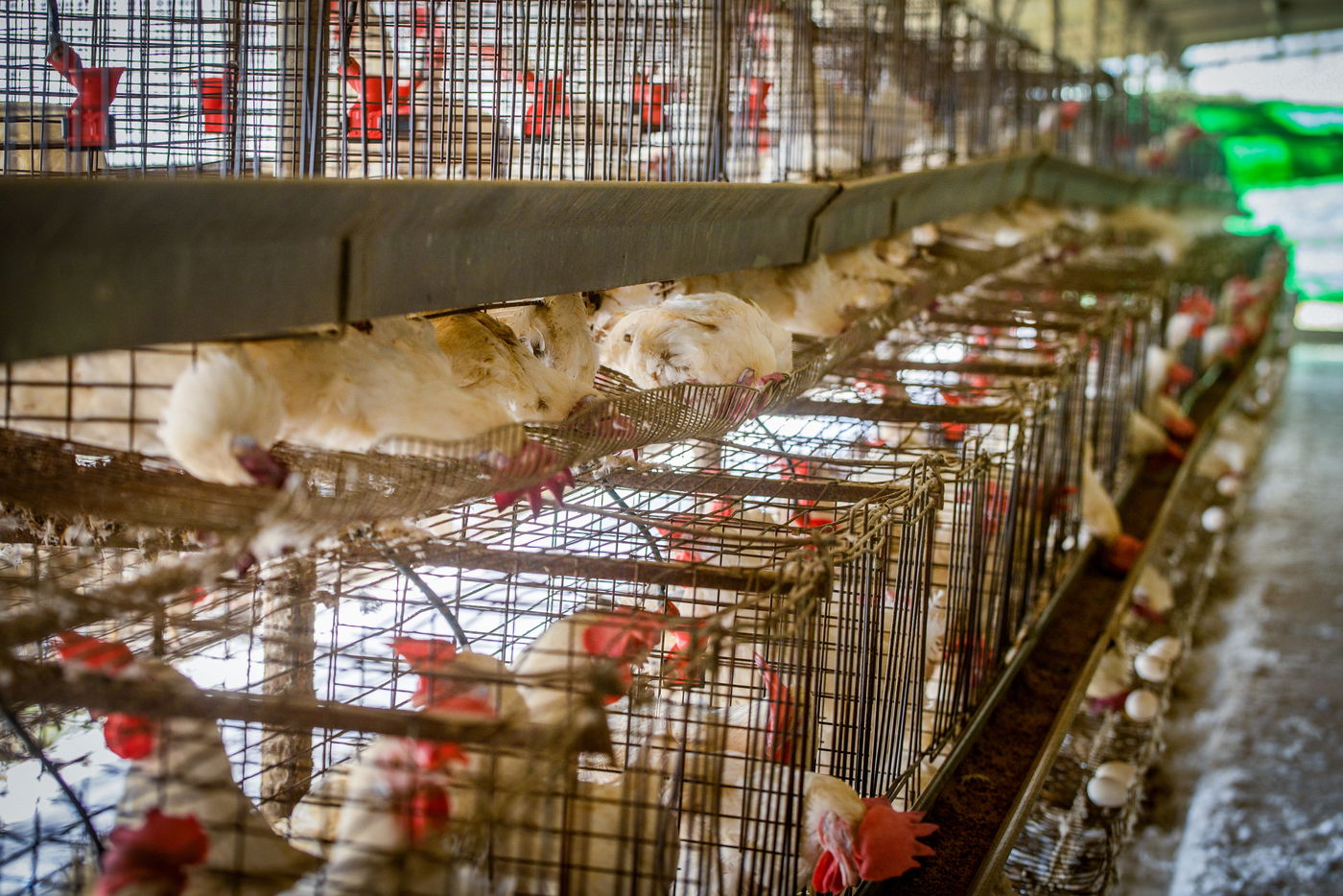 תיעוד מזעזע: אלפי תרנגולות מתו בגל החום הכבד