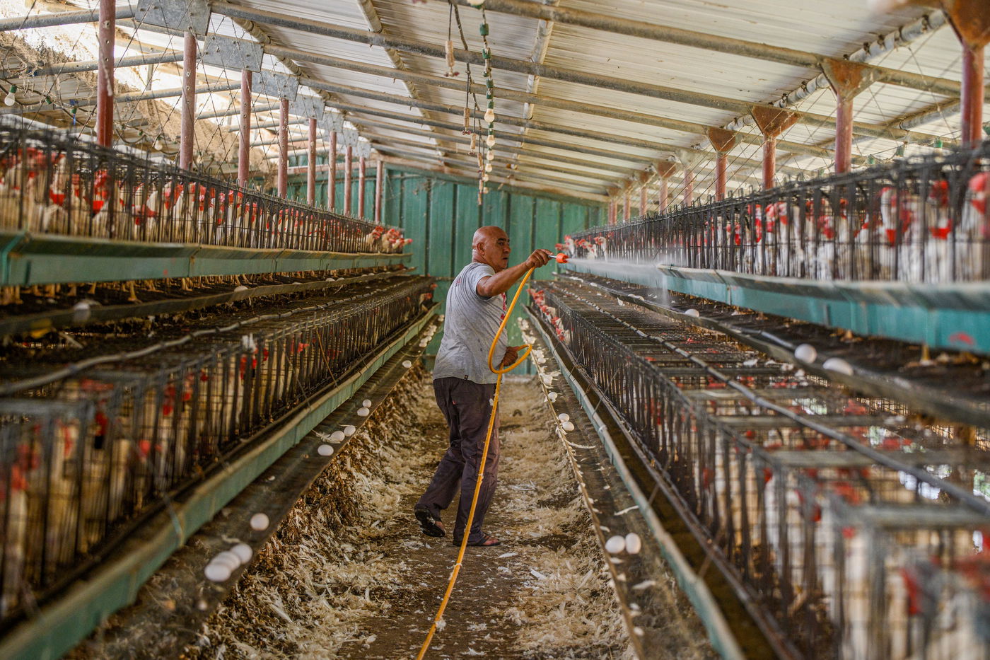 תיעוד מזעזע: אלפי תרנגולות מתו בגל החום הכבד