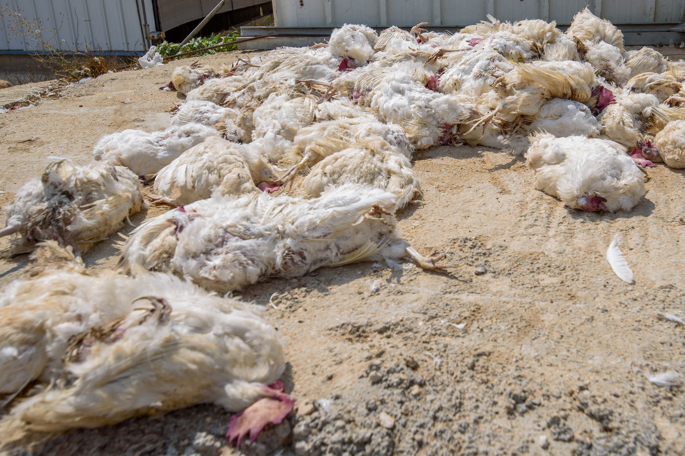 תיעוד מזעזע: אלפי תרנגולות מתו בגל החום הכבד
