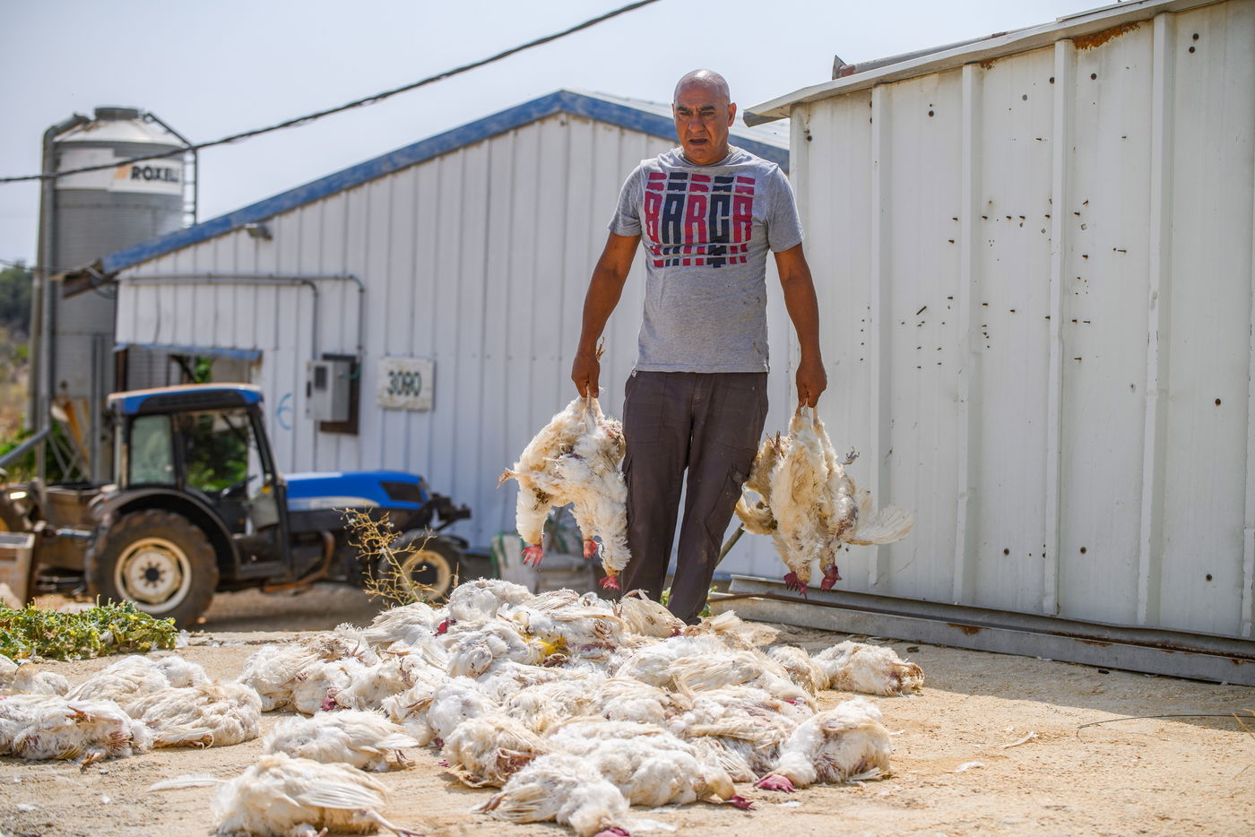 תיעוד מזעזע: אלפי תרנגולות מתו בגל החום הכבד