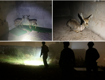 תפיסת צייד בלתי חוקי בבנימין