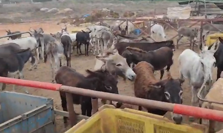 החיות בחווה המאולתרת