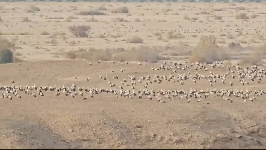 חסידות במאגר עין יהב