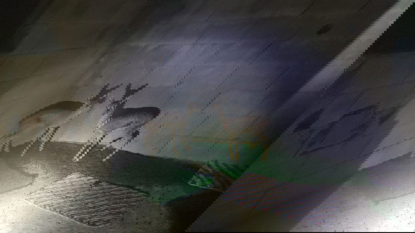 תפיסת צייד בלתי חוקי בבנימין