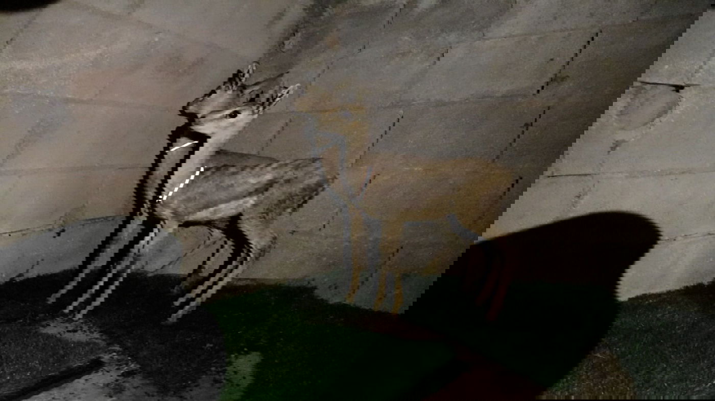 תפיסת צייד בלתי חוקי בבנימין