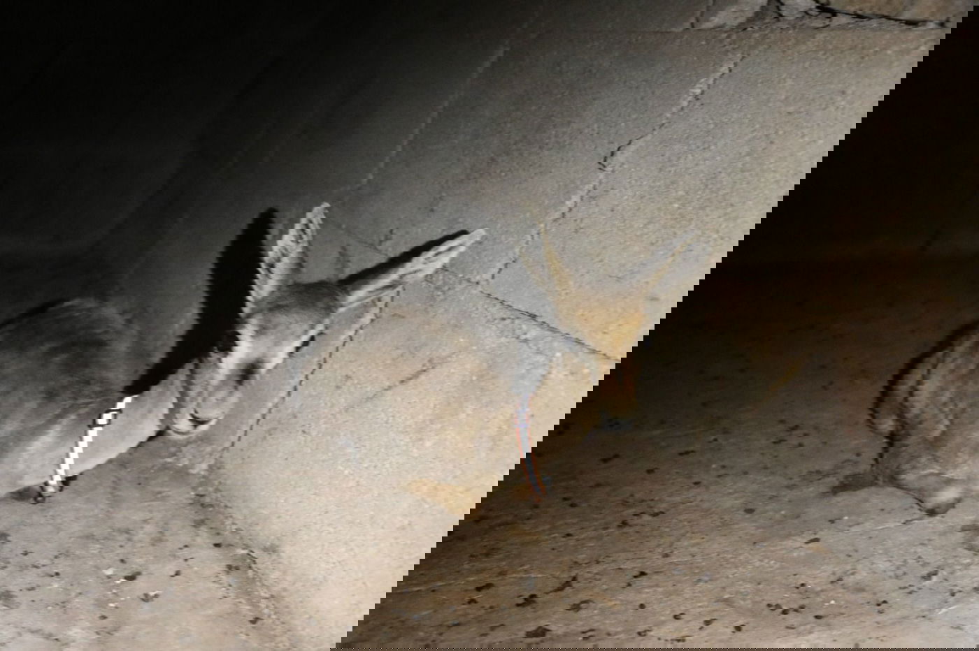 תפיסת צייד בלתי חוקי בבנימין